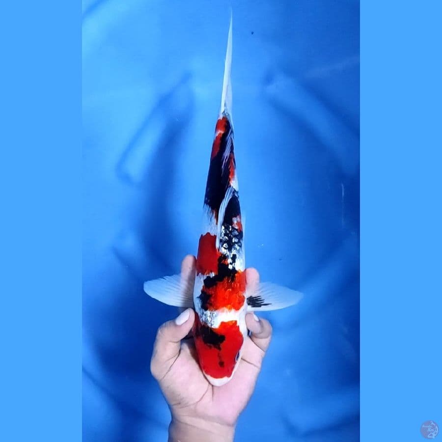 34CM # SHOWA GINRIN - M