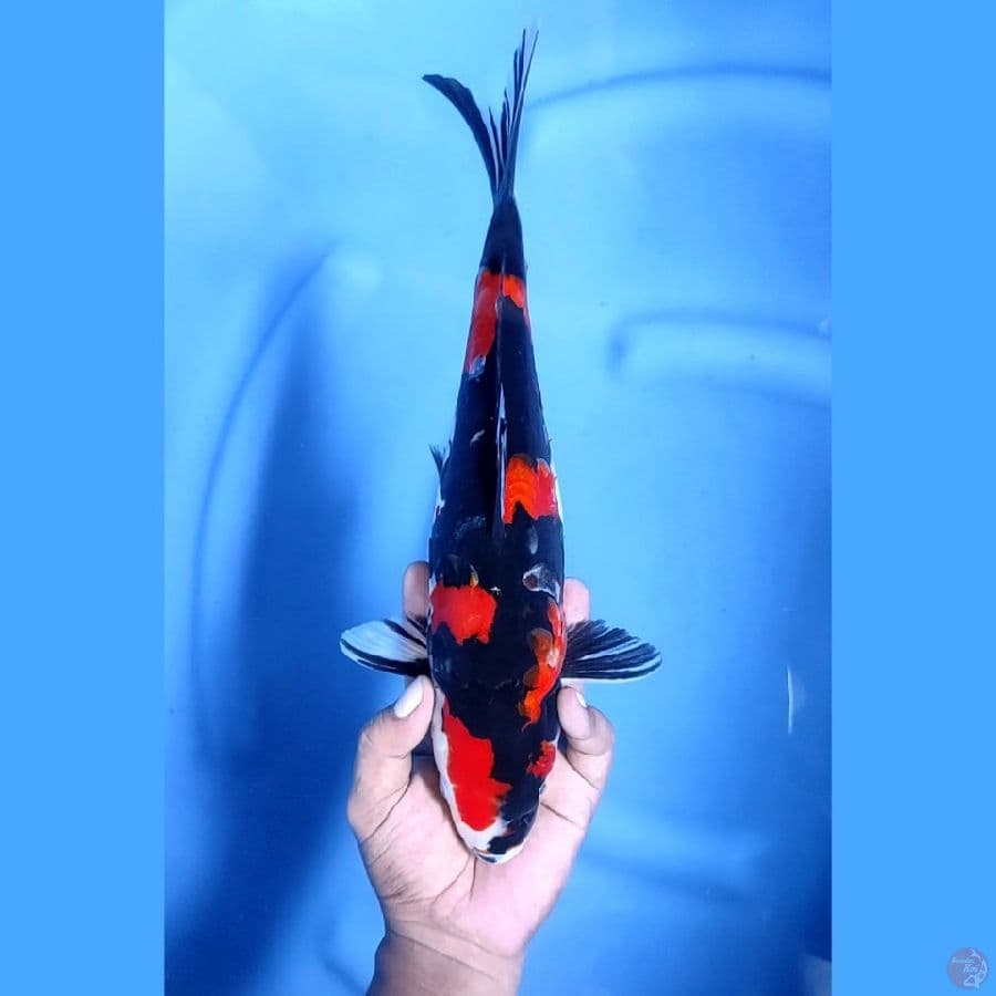 34CM # DOITSU SHOWA ARAGOKE - F