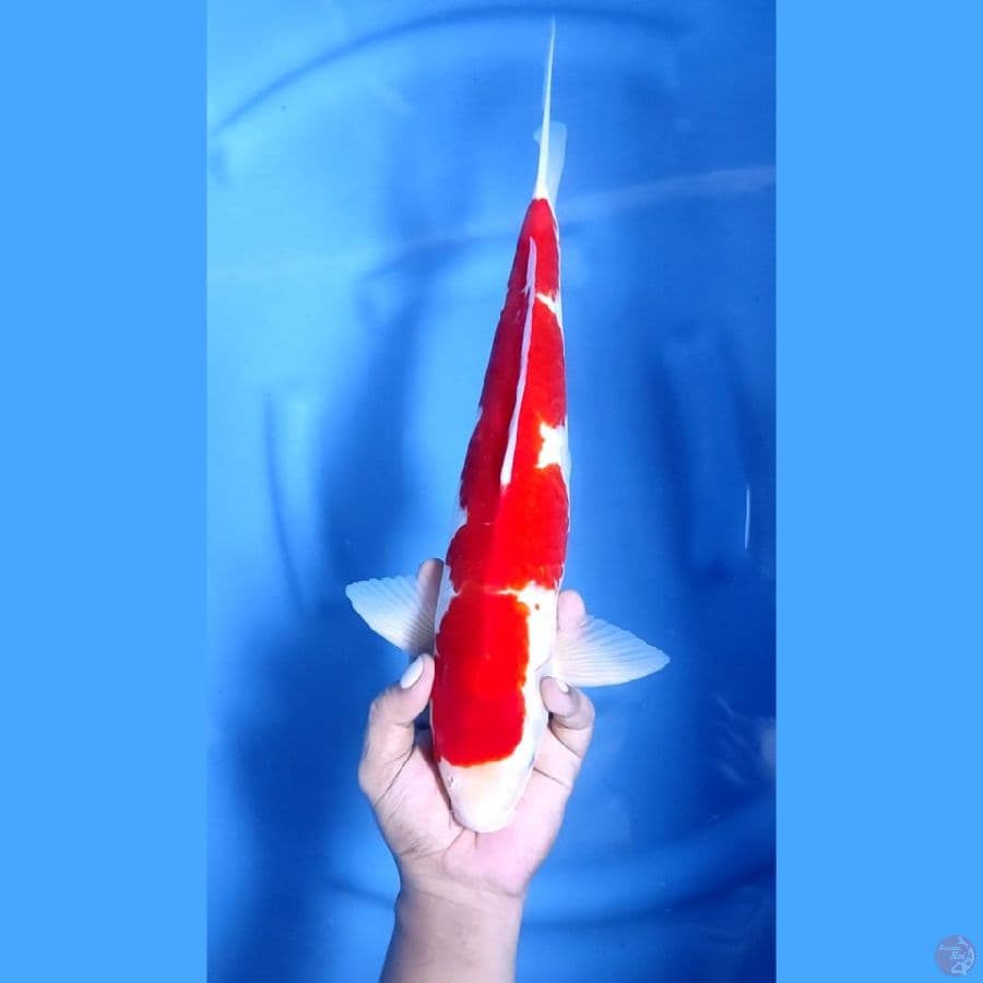 40CM # KOHAKU HALUS - M