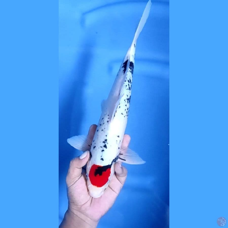 35CM # ORIGINAL TANCHO - M