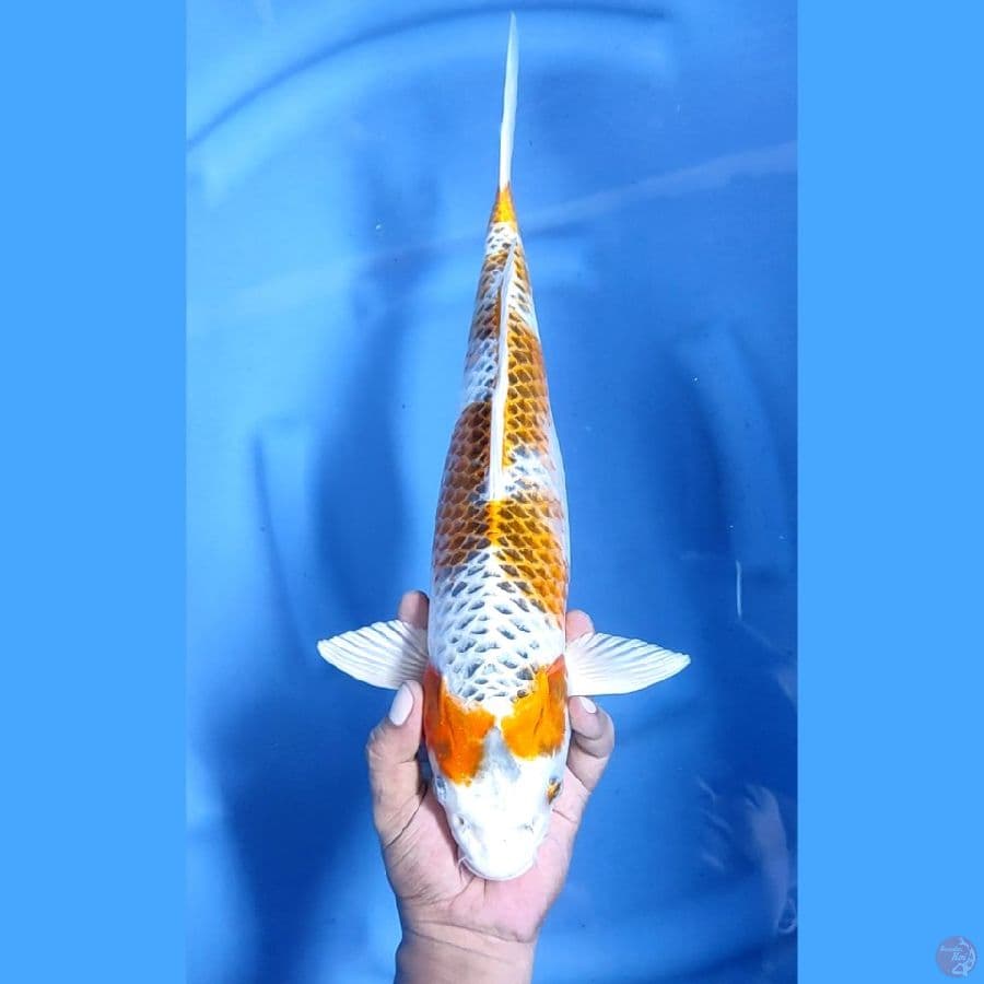41CM # JUMBO KIRIN KUJAKU - F