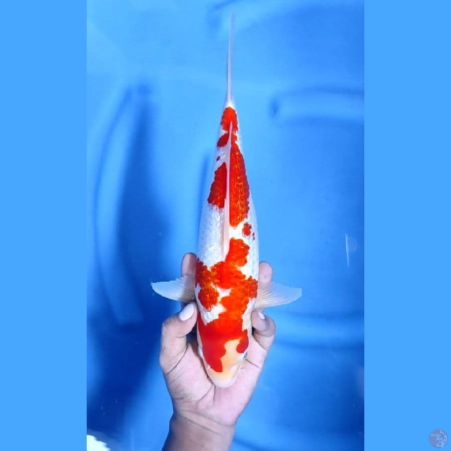 33CM # KINGINRIN KOHAKU - F