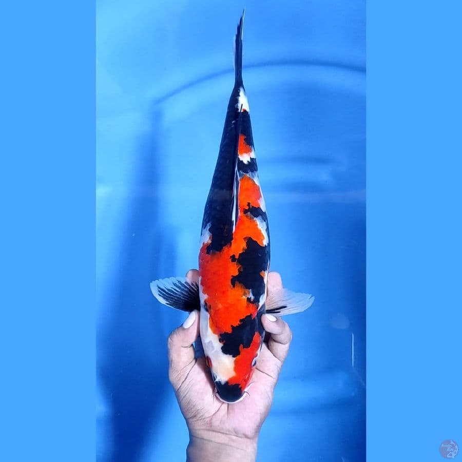 38CM # SHOWA GOOD SKIN - F