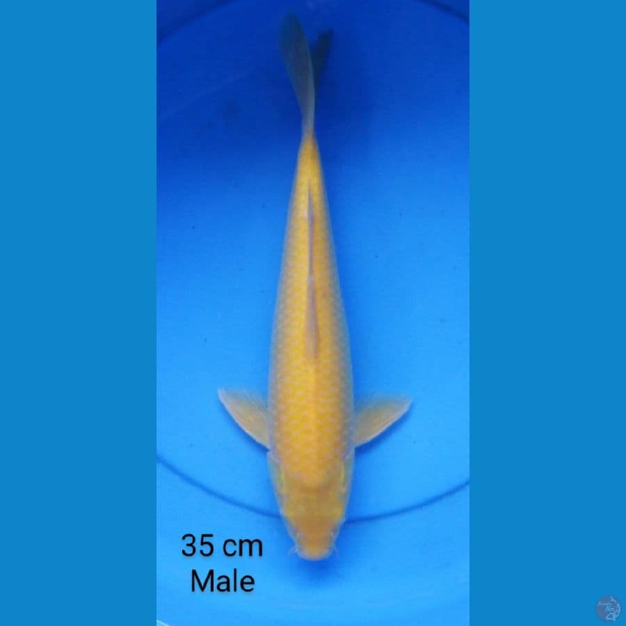 karashi mt mrh 35 cm "male"