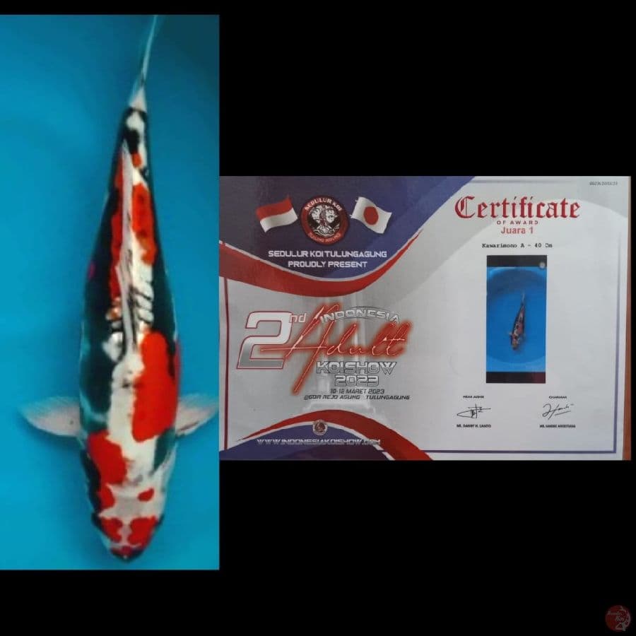 Benikiko ex juara siap tempur lg 40Bu