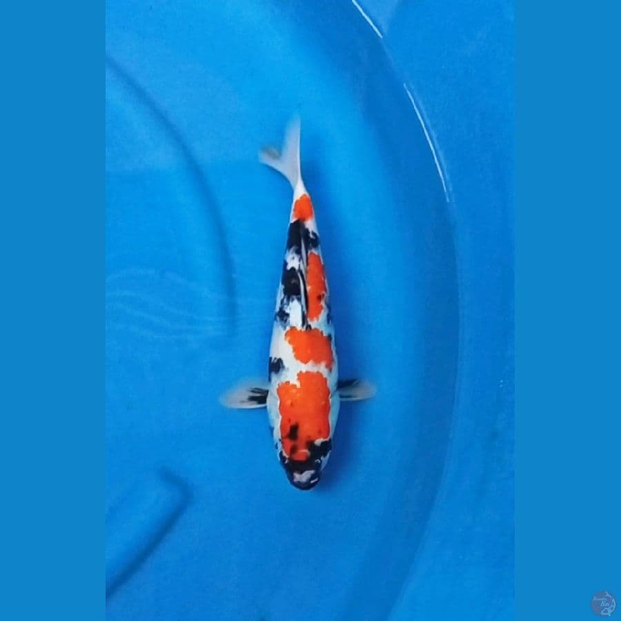 kindai showa 30cm m