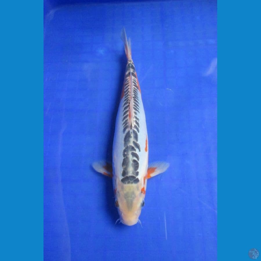 SHUSUI 26 CM