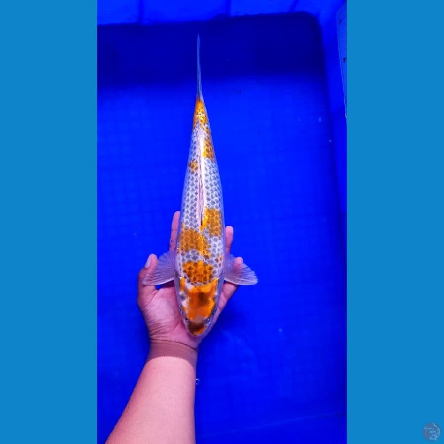 limited Edition 37cm