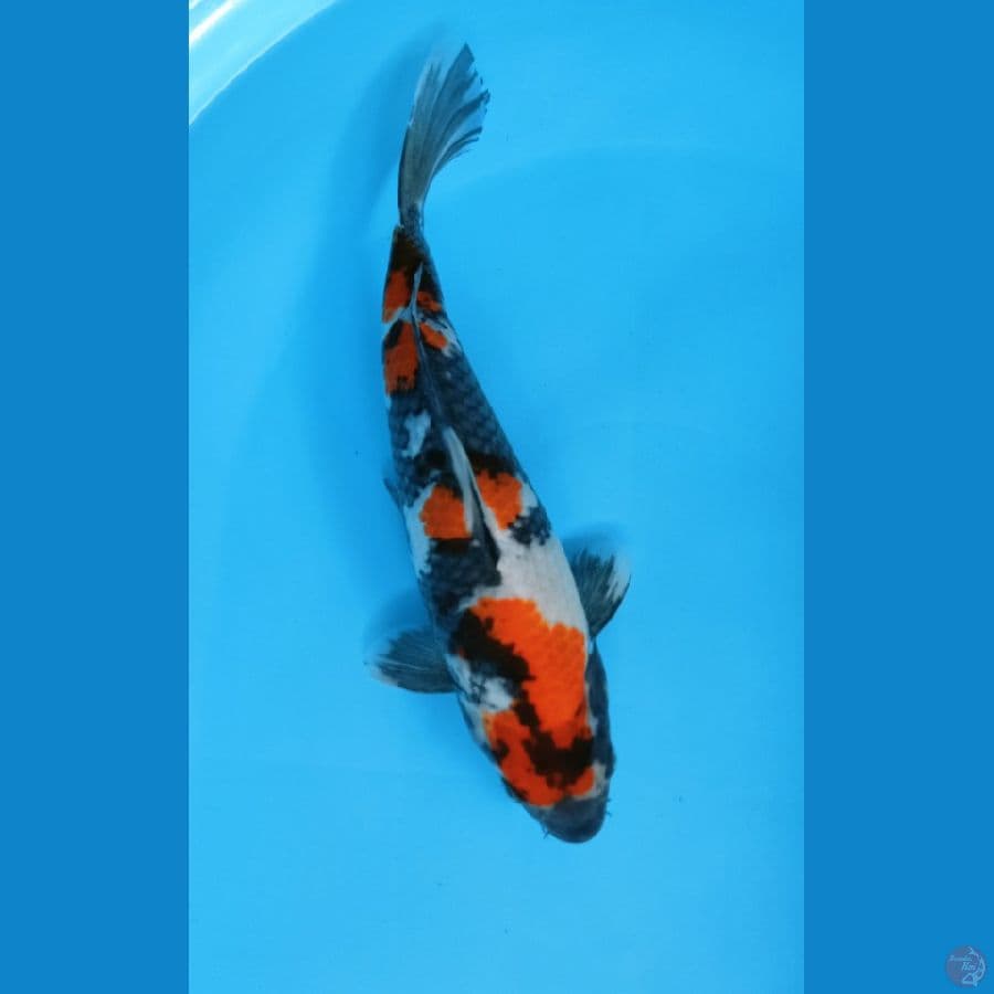SHOWA BODY PUNUK ORI 31CM MALE