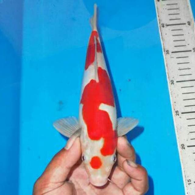 KOHAKU OK