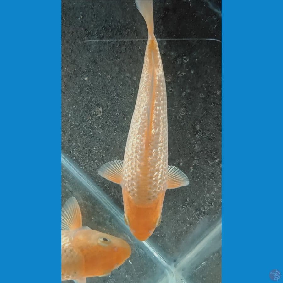 CARAMEL GINRIN 16CM BRED MADINA