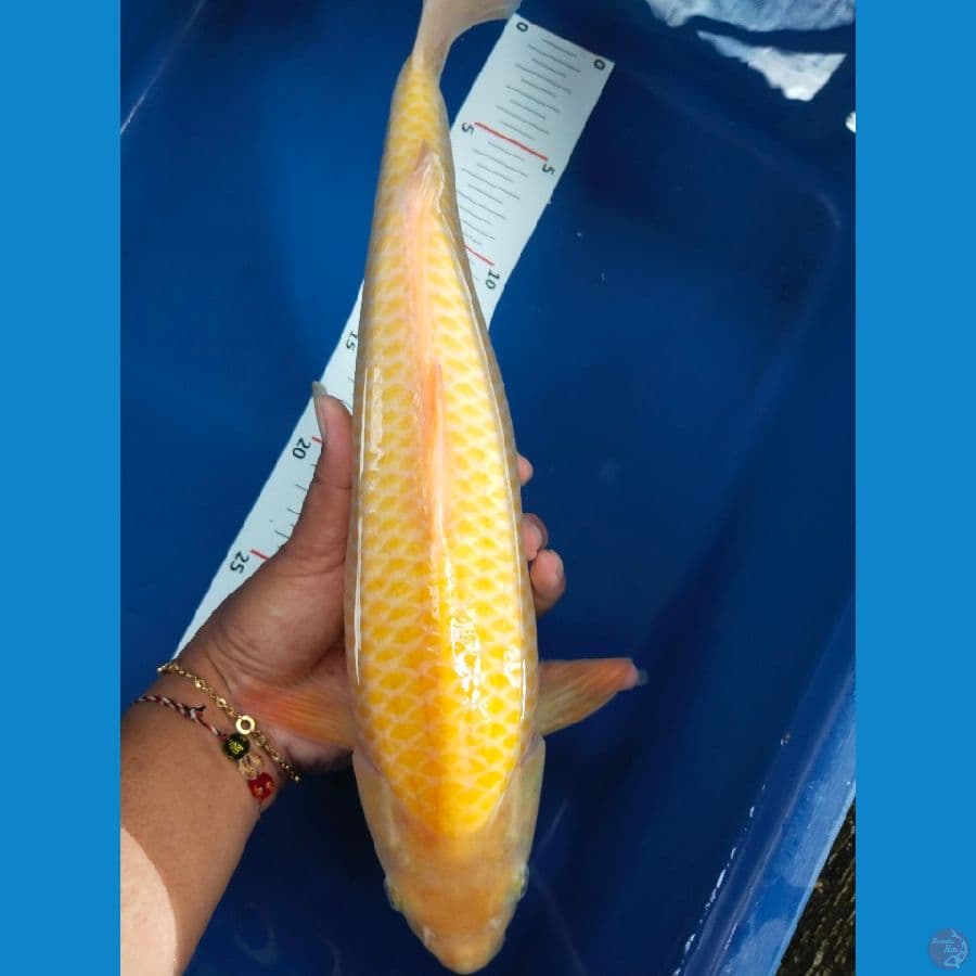 karasi cron 36jantan mata merah