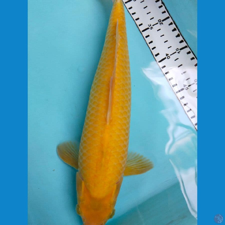 karasi 36cm