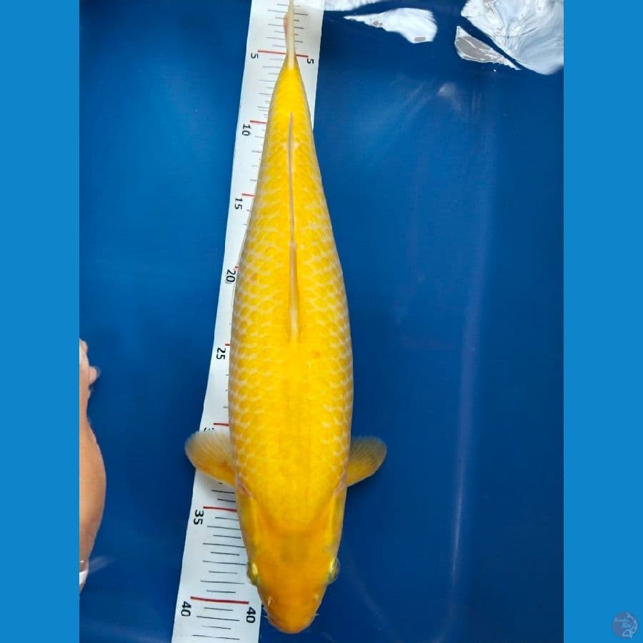 karasi jagung 40cm