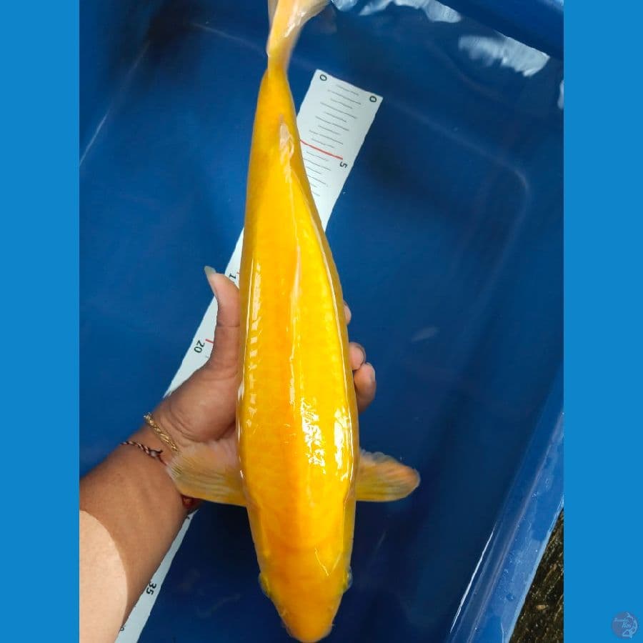 karasi 33cm