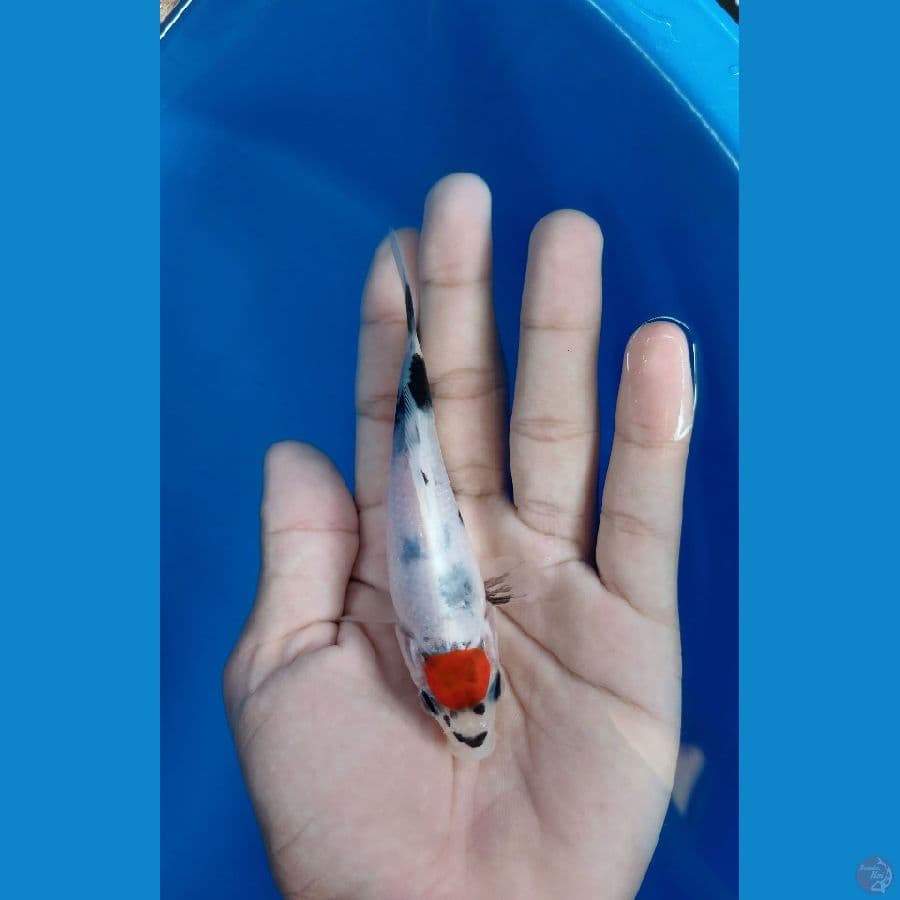 bahan nyeni 12 bu