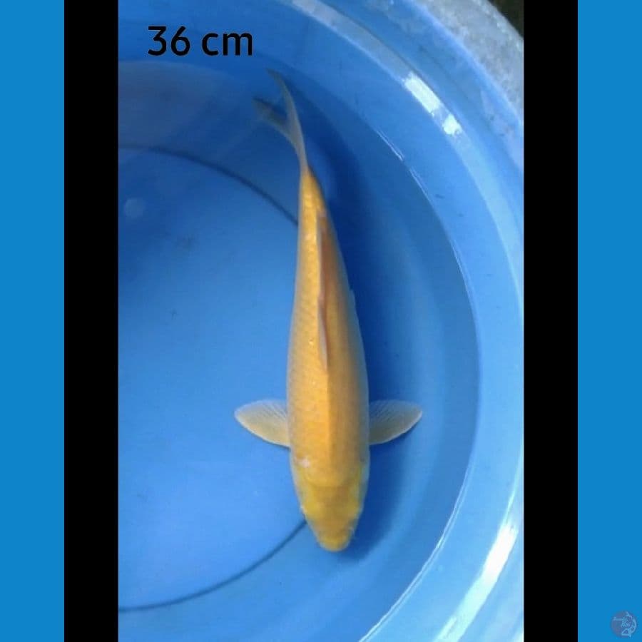 Karashi punuk red eye 36 cm