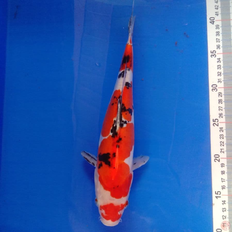 sanke 29 cm