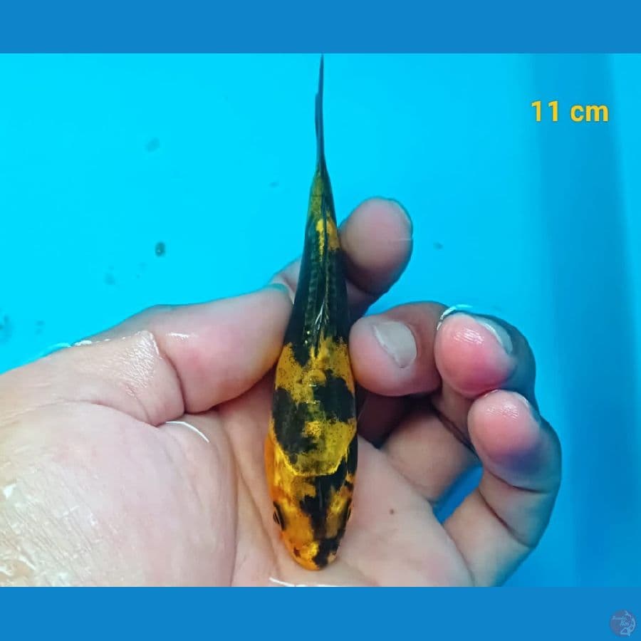 Utsuri Doit 11 cm