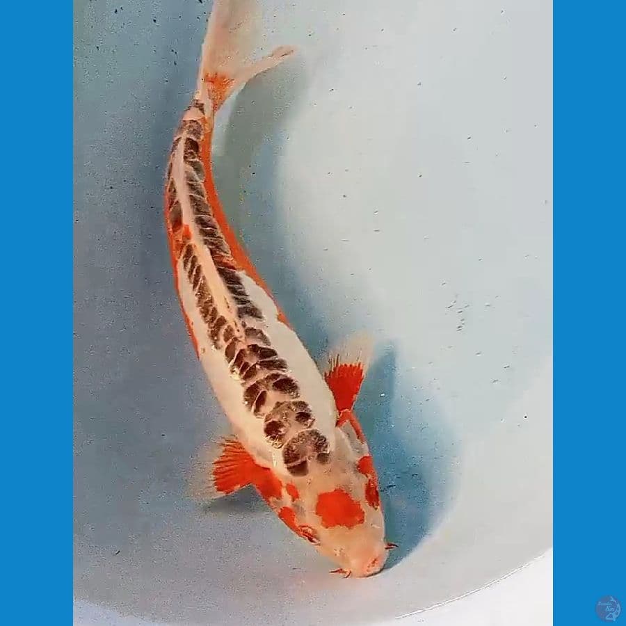 33 cm tanco hana sushui ori male