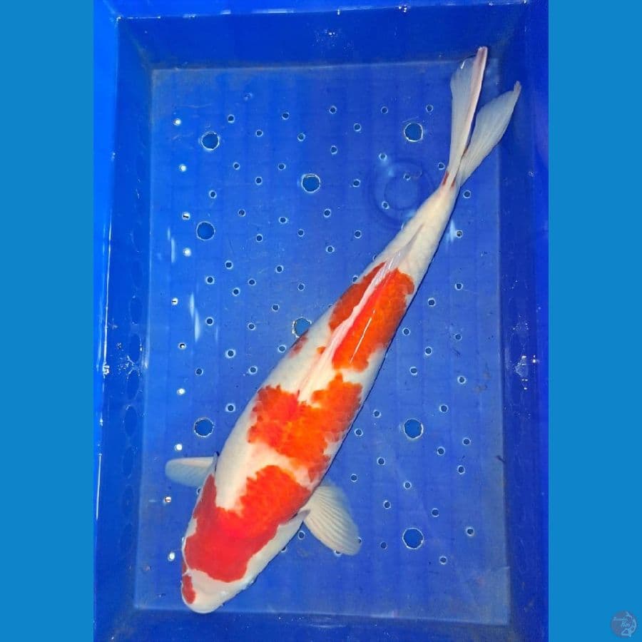 Kohaku