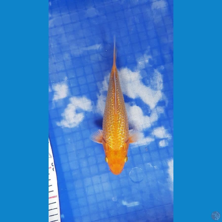 Karamel 23cm male fuull ginrin PUNDUKAN SQ