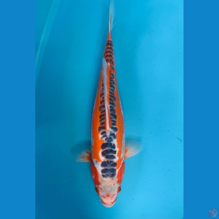 HANA SHUSUI 45CM FEMALE