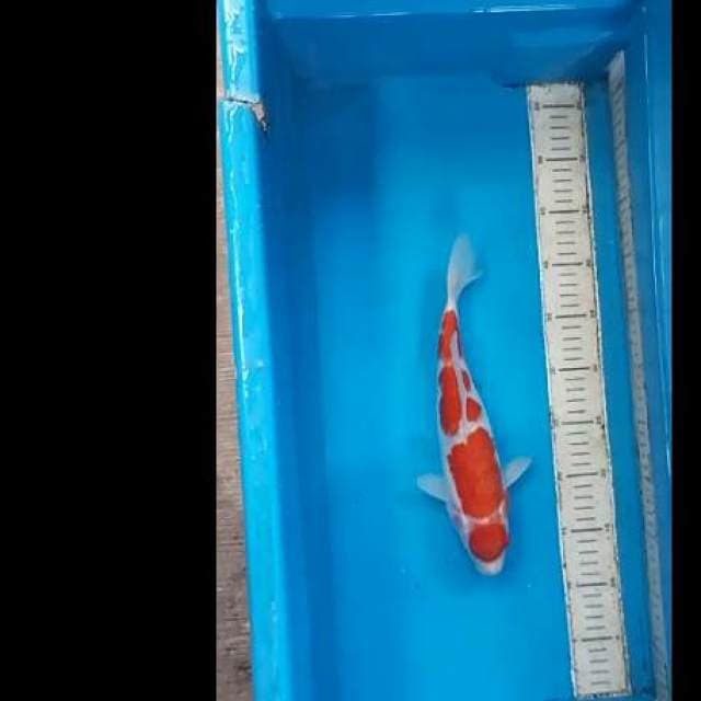 Kohaku.calon juara.size.30cm