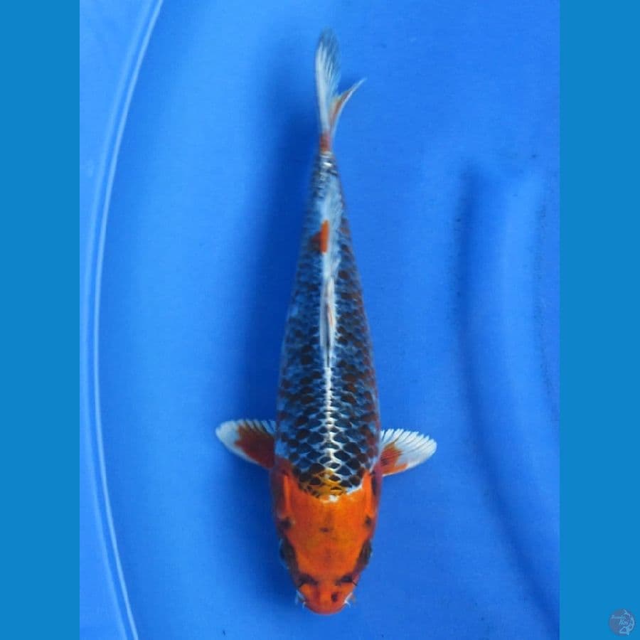30cm - Rare - Kanoko Kujaku