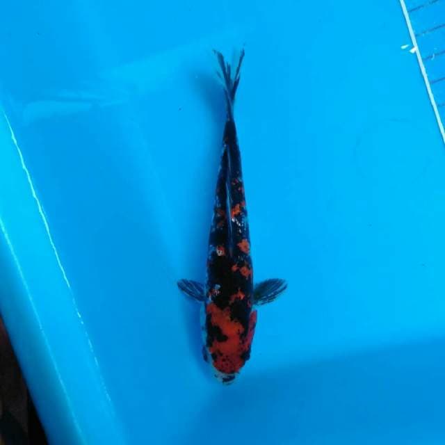 DEEP BLACKRED DIAMOND 1