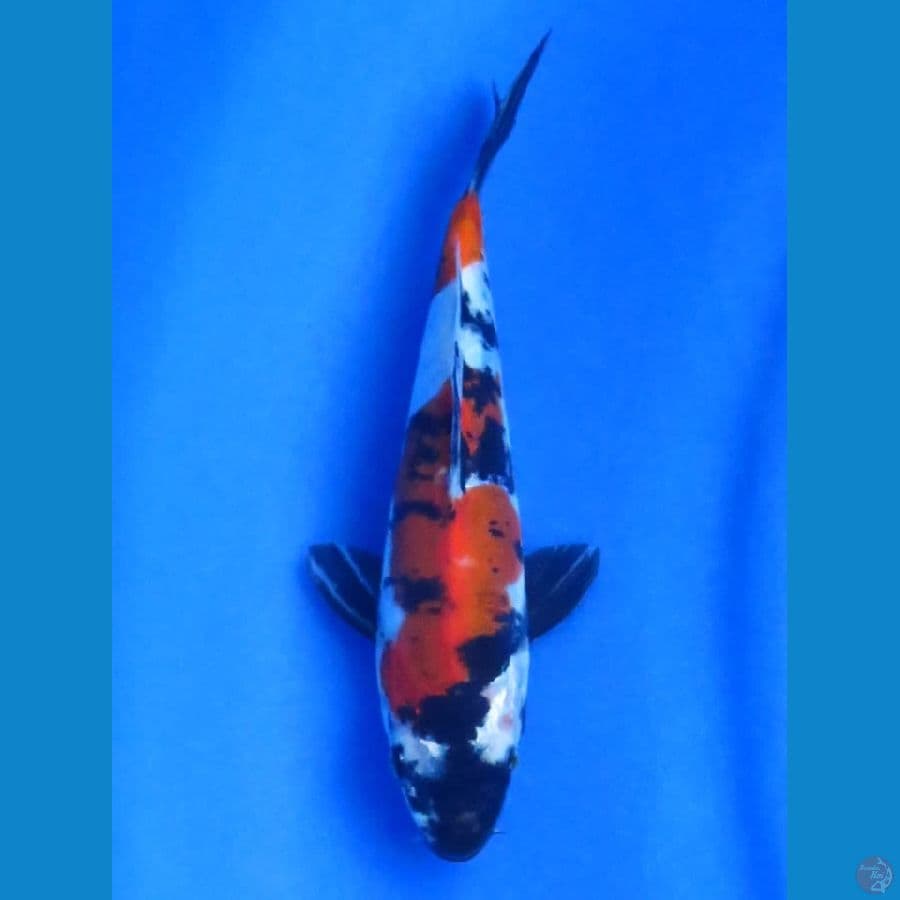 23cm - Doitsu Murni