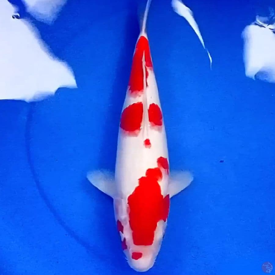 37cm ORIGINAL KOHAKU ISTIMEWA