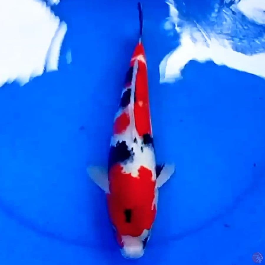 33cm KINDAI SHOWA TSUBOSUMI