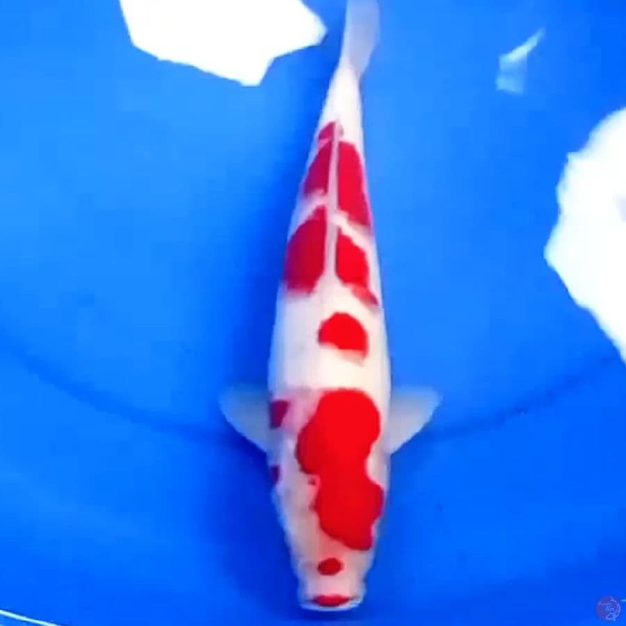 33cm KOHAKU SAKURA ORIGINAL