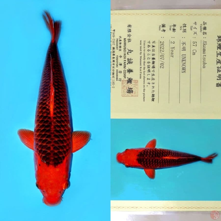 MARUSEI AKAMATSUBA HQ 70Bu