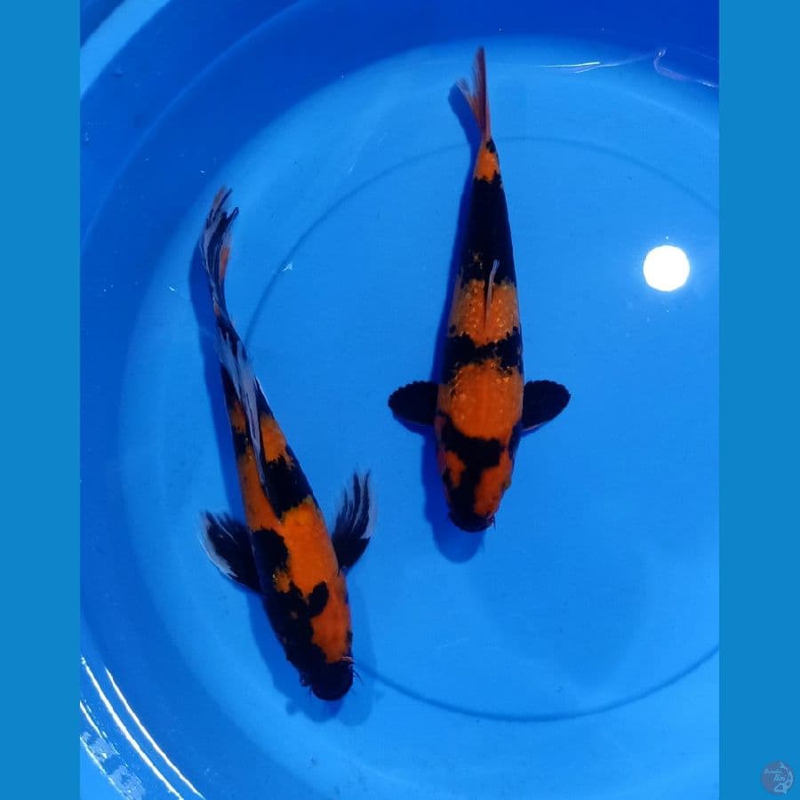 HIUTSURI 30CM & KUMPAY 33CM