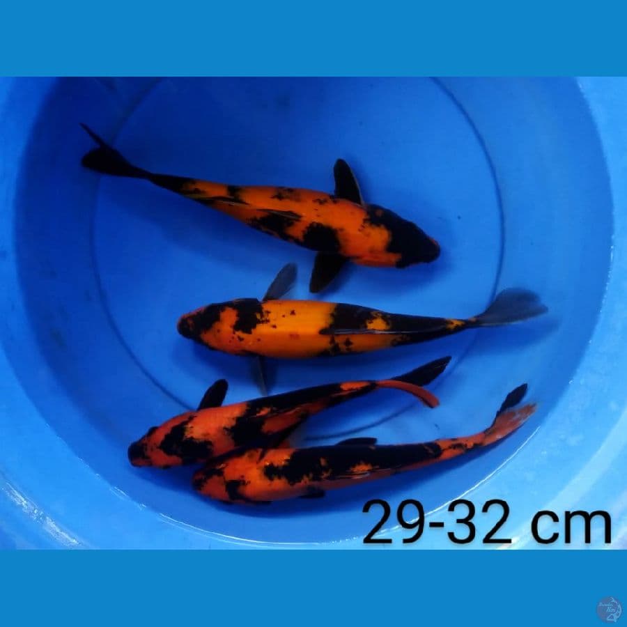 hi utshuri 29-32 cm