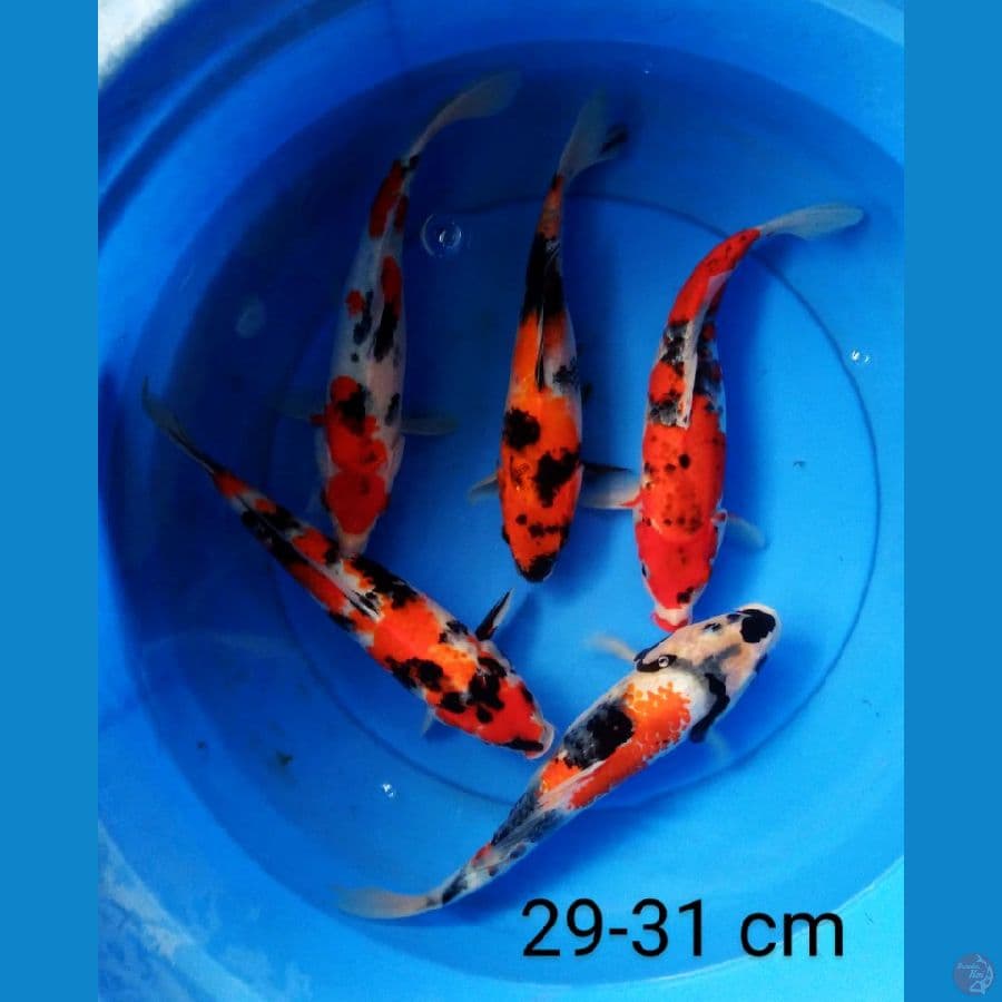 mix 5 ekor 29-31 cm