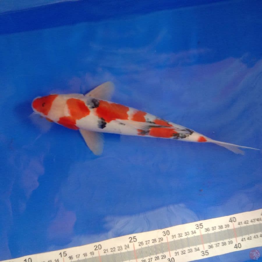 sanke 30cm