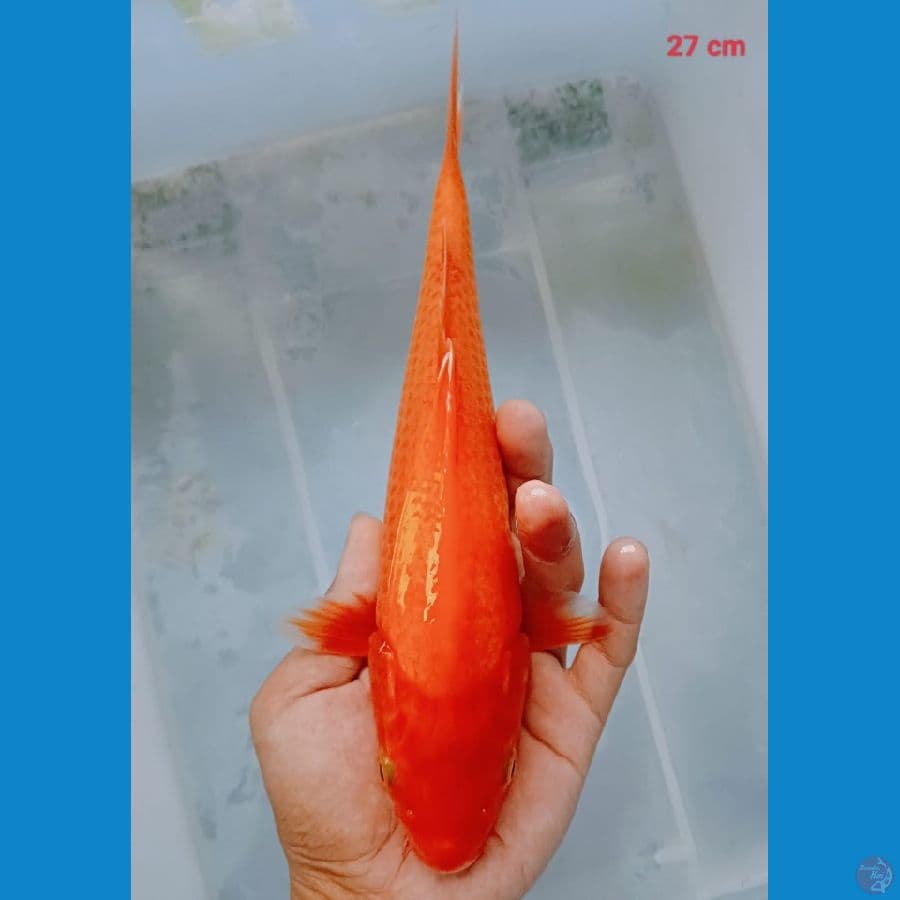 Red Karasi