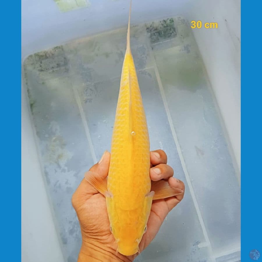 Karashi Lemon 30 cm