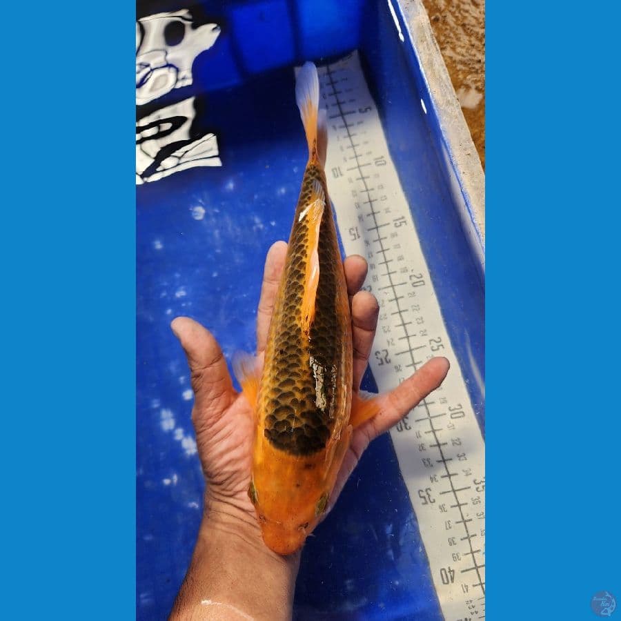 30cm akamatsuba