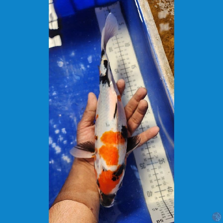 30cm showa