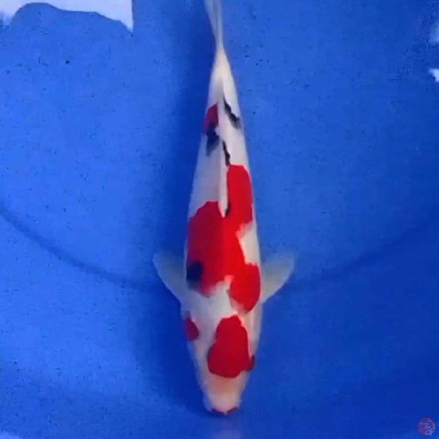 30cm MARUTEN SANKE