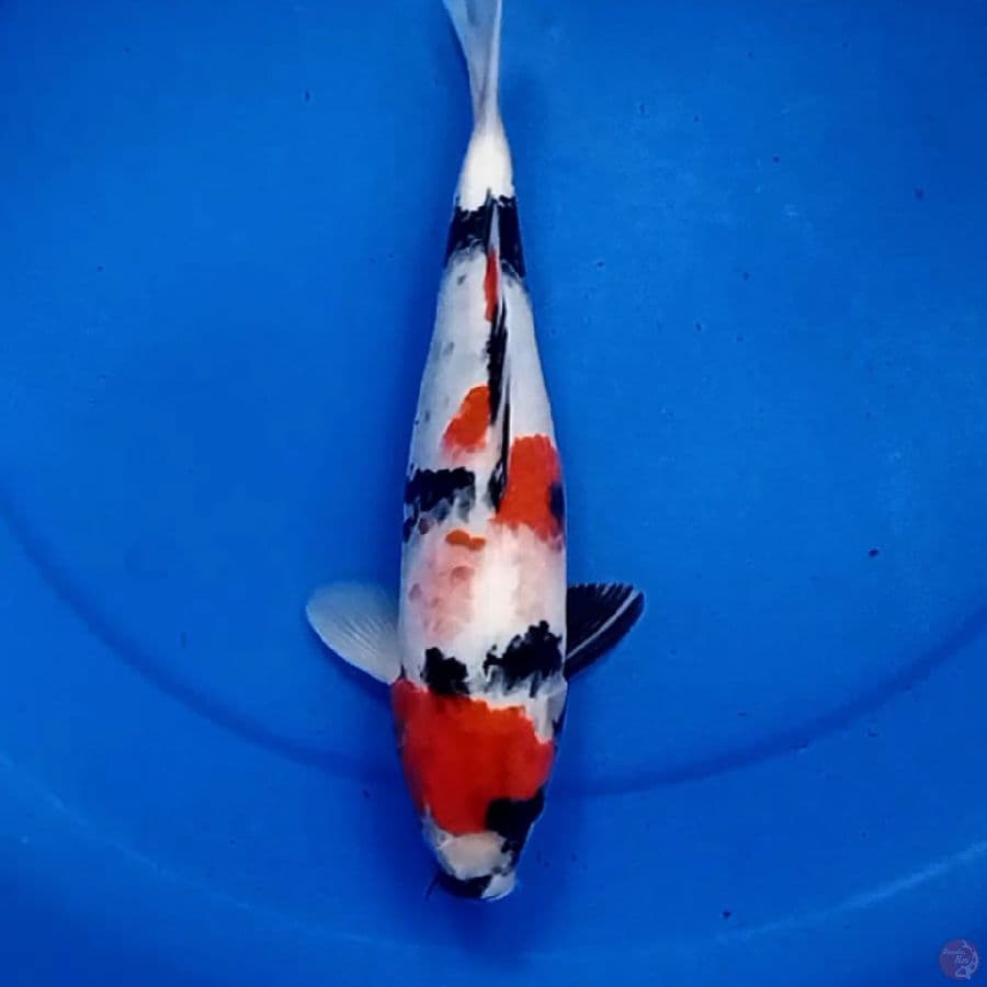 32cm KANOKO SHOWA