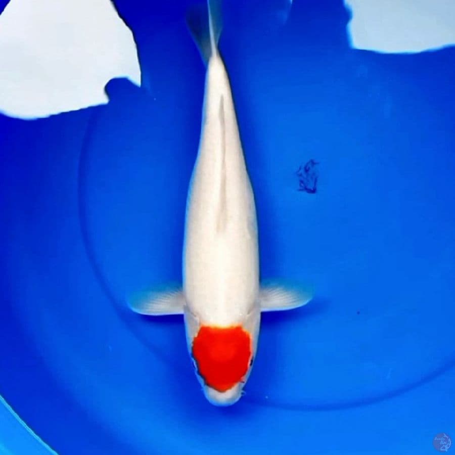 38cm TANCHO ISTIMEWA