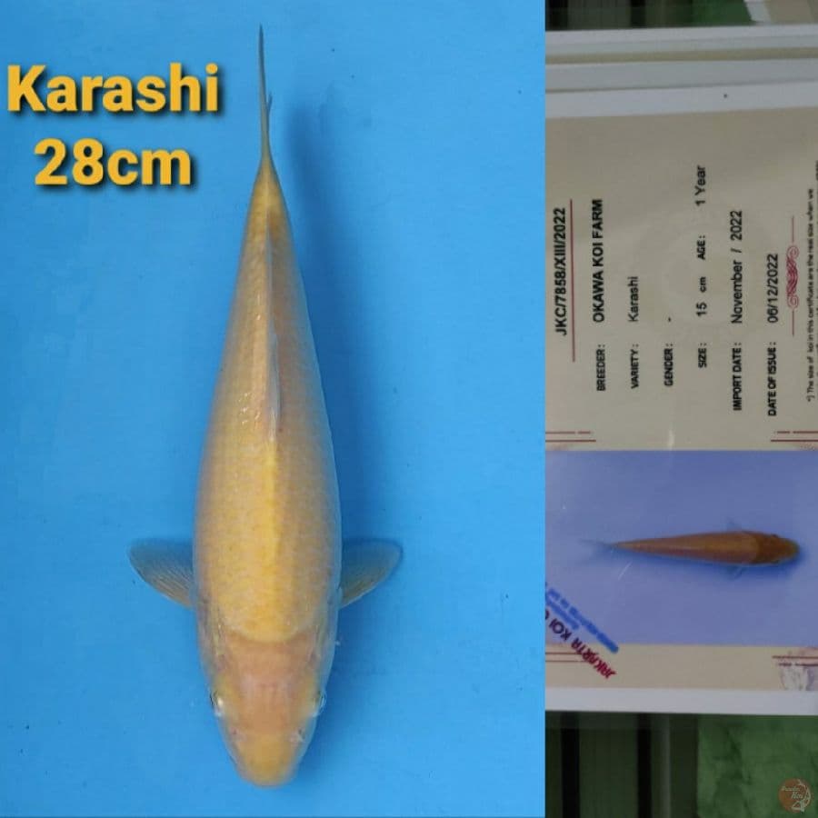 OKAWA KARASHI 28CM SERTI