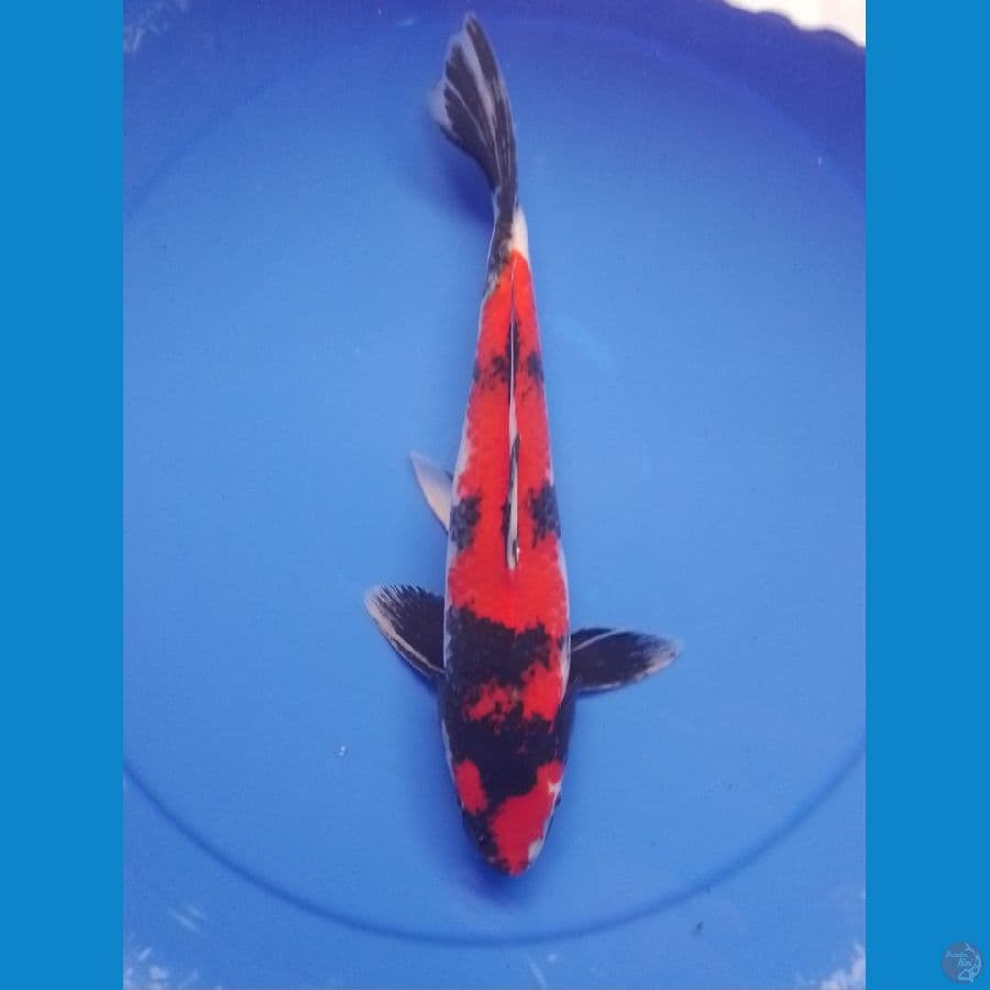 showa 36 cm/male
