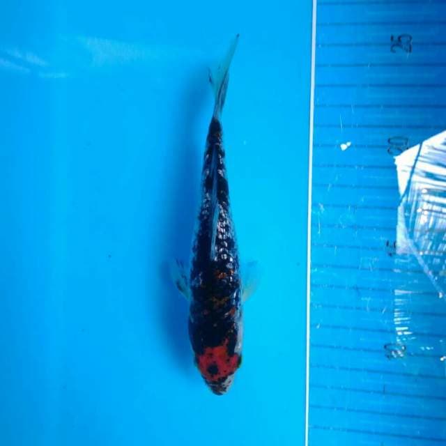 DEEP BLACKRED DIAMOND 2