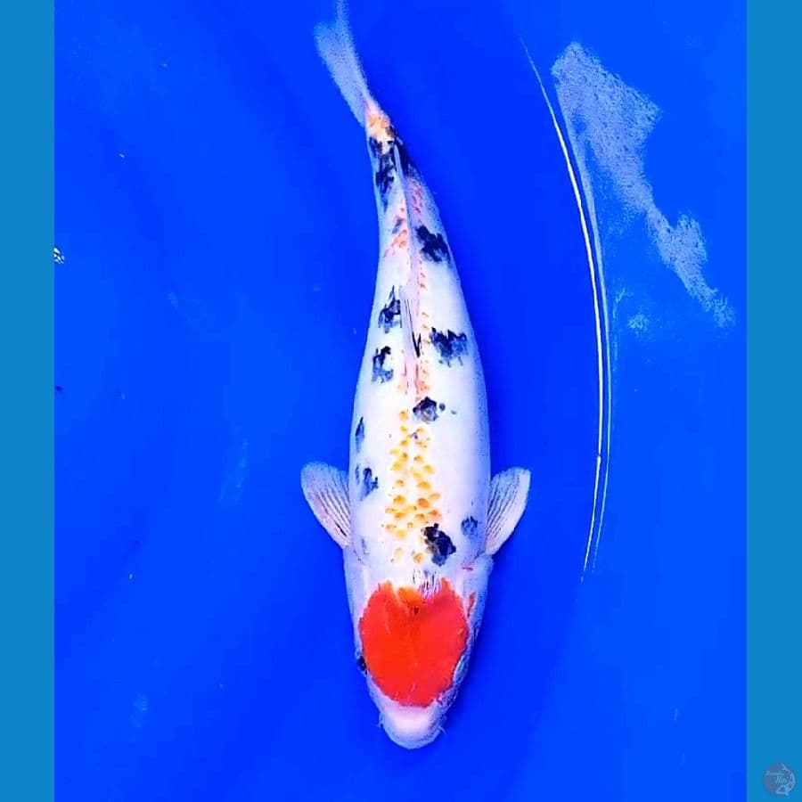 32 cm tanco sanke kanoko